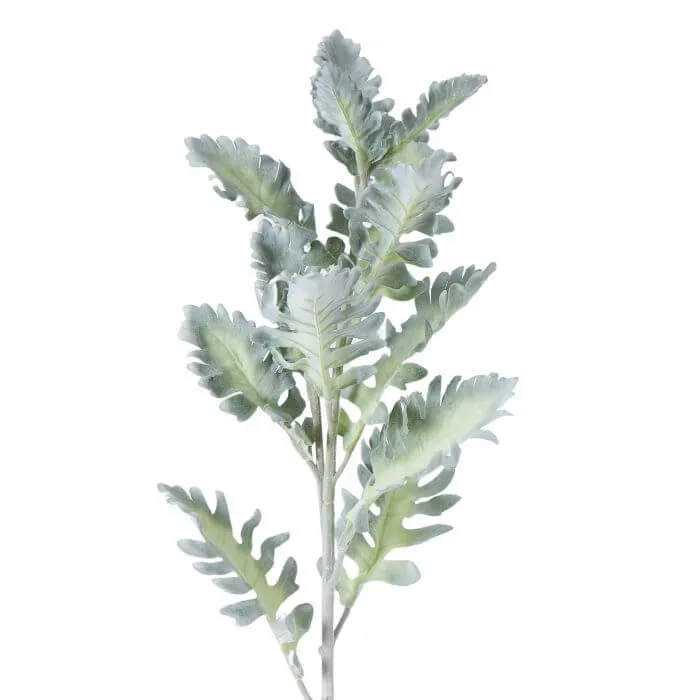 DUSTY MILLER STEM