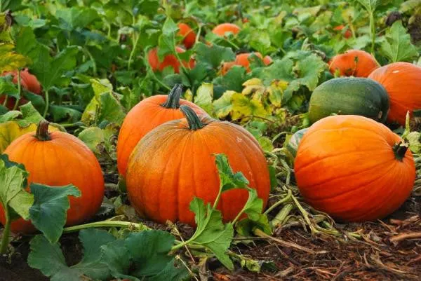 GX15 - 7 x 7 Inch Harvest Pumpkins Texture Tile Mold for Glass Slumping Kilnwork