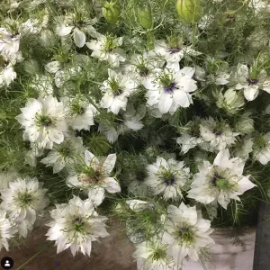 JUL-SEPT ONLY - White Nigella Flower