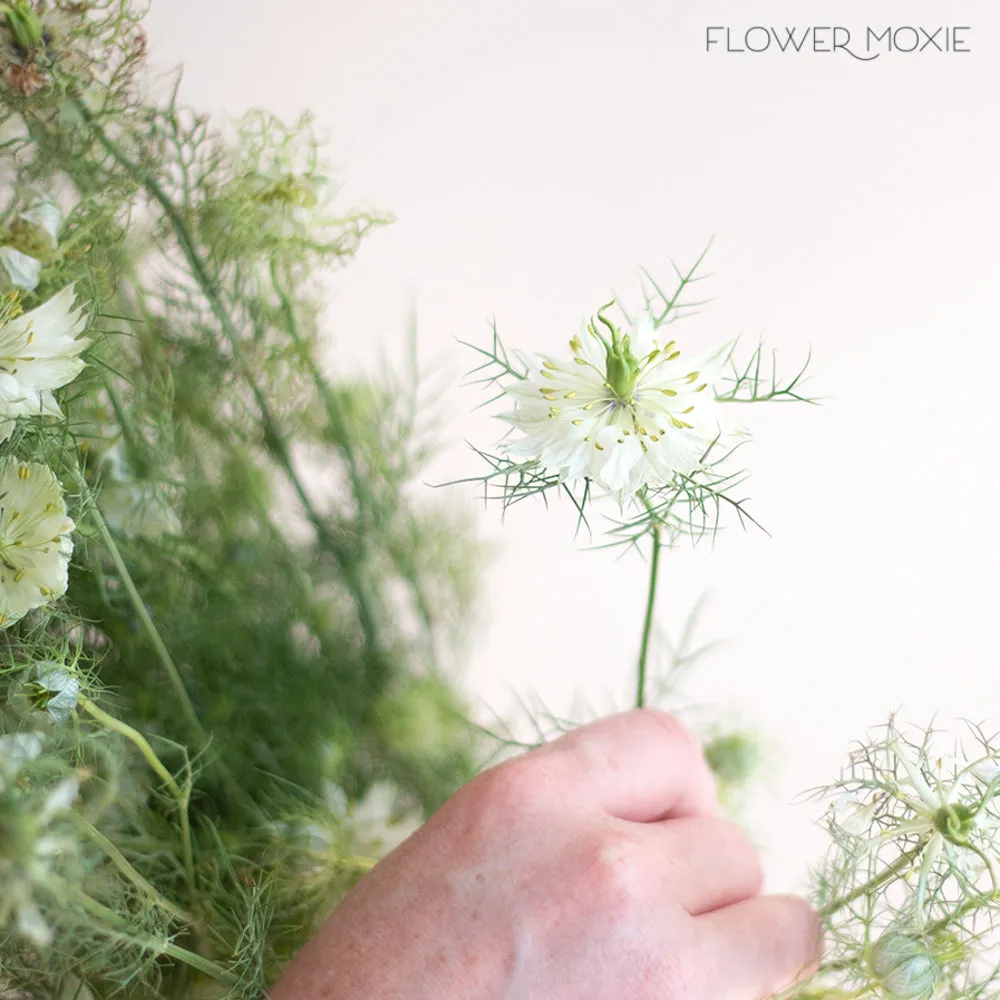 JUL-SEPT ONLY - White Nigella Flower