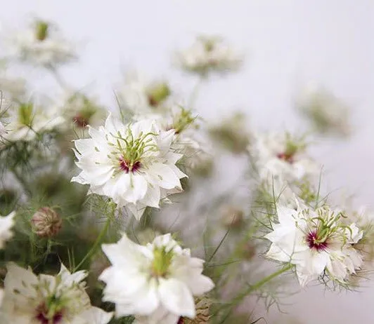JUL-SEPT ONLY - White Nigella Flower