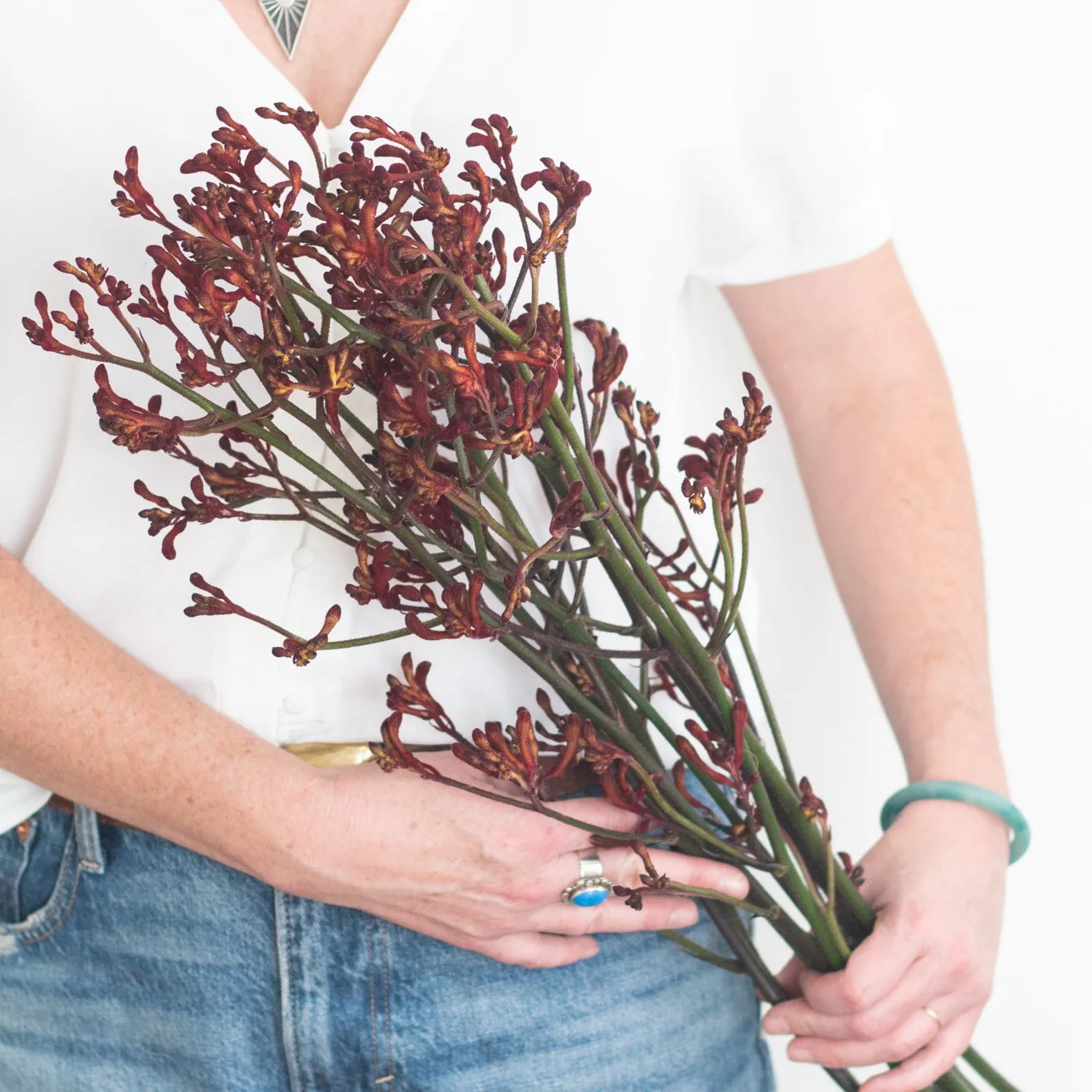 Kangaroo Paw - Burgundy