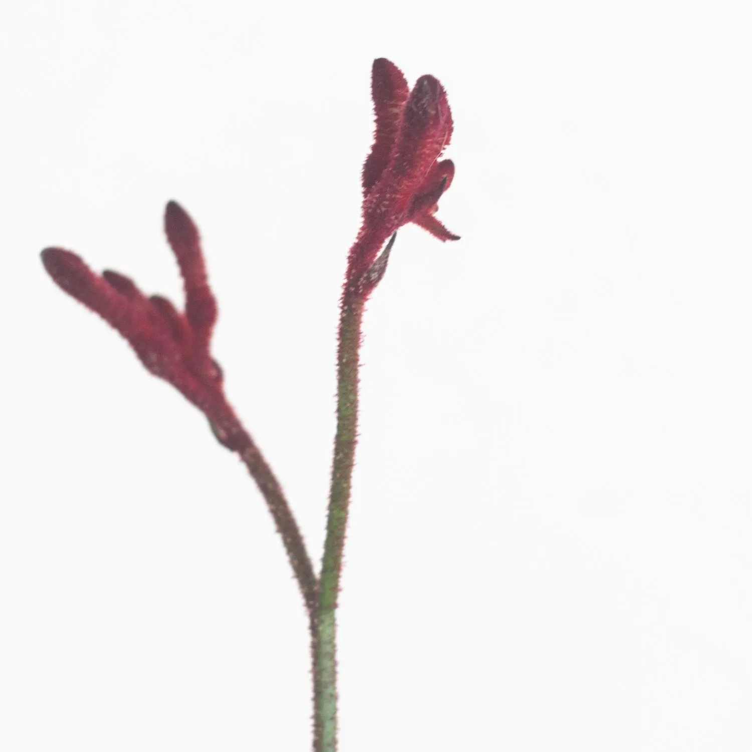 Kangaroo Paw - Burgundy