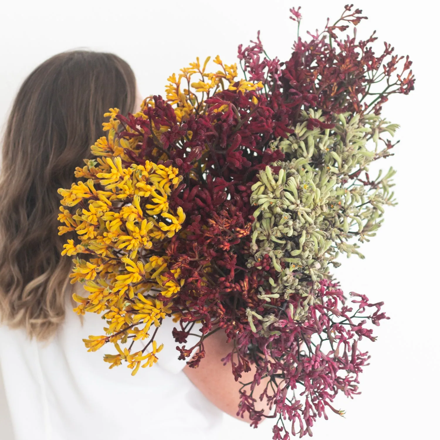 Kangaroo Paw - Burgundy