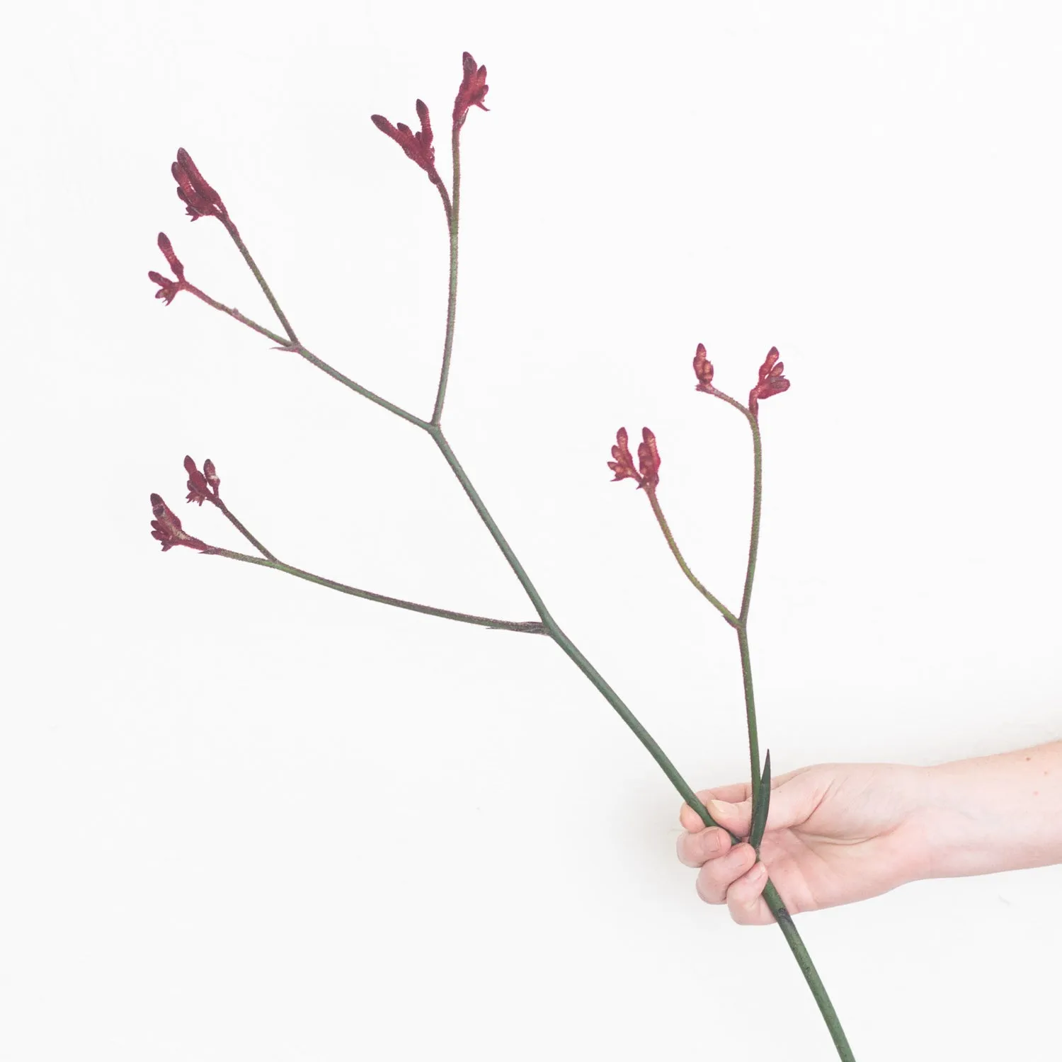 Kangaroo Paw - Burgundy