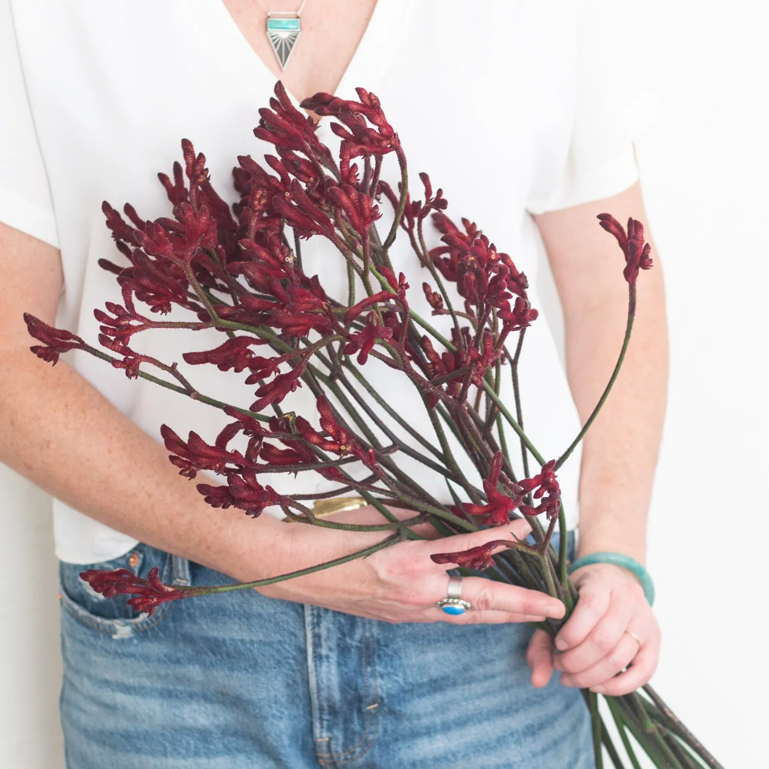 Kangaroo Paw - Burgundy