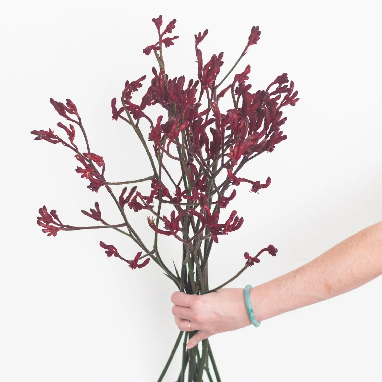 Kangaroo Paw - Burgundy