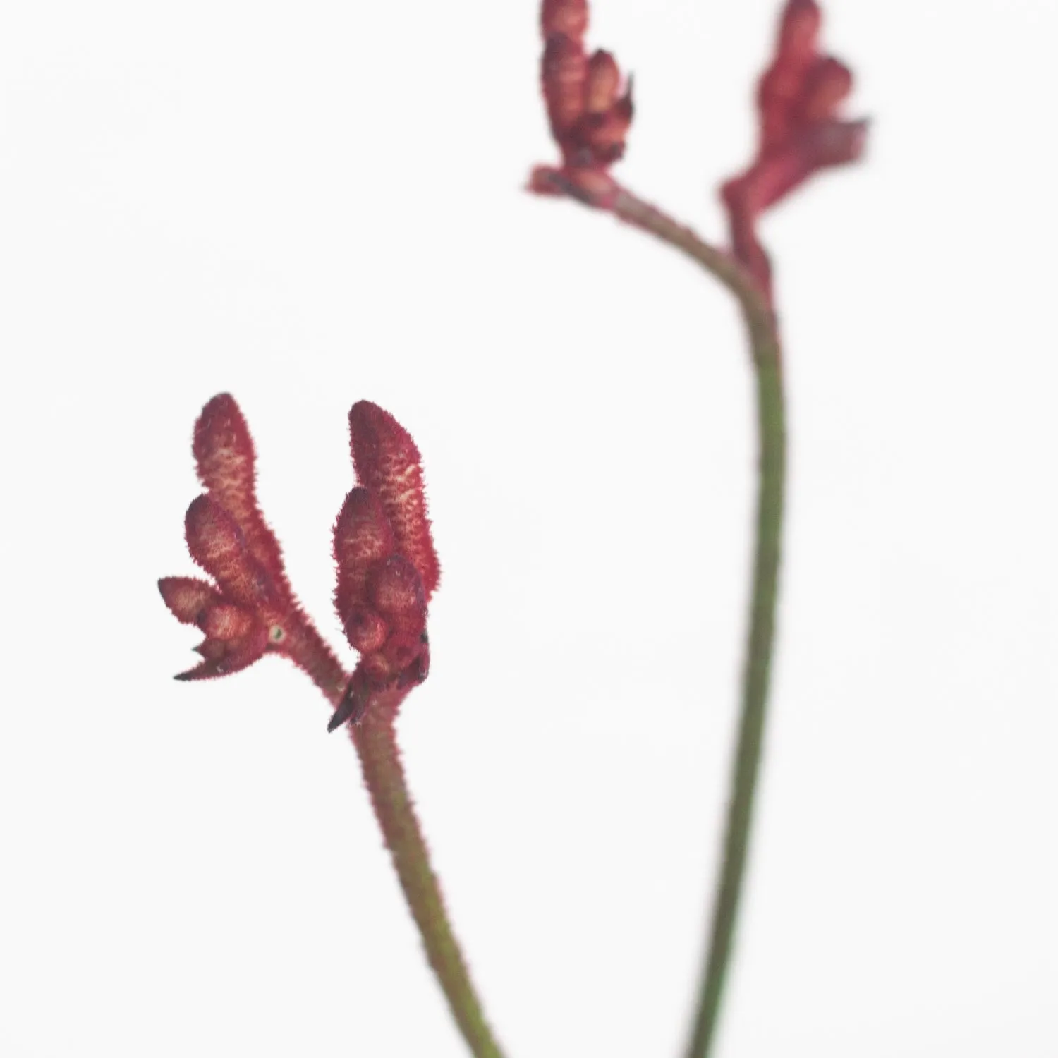 Kangaroo Paw - Burgundy