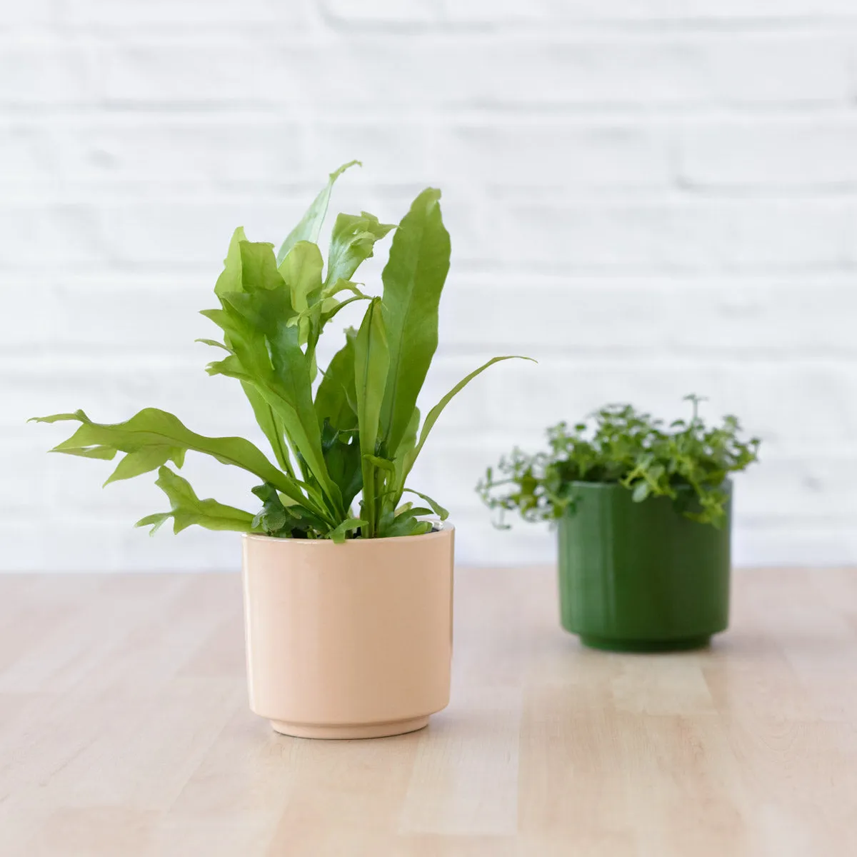 Migo Planter - Forest Green