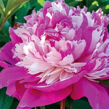 Peony Texture for Tile Mold for Glass Slumping 11 Inch Diameter DT20