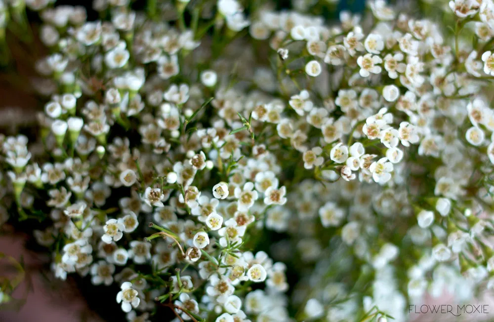 White Wax Flower