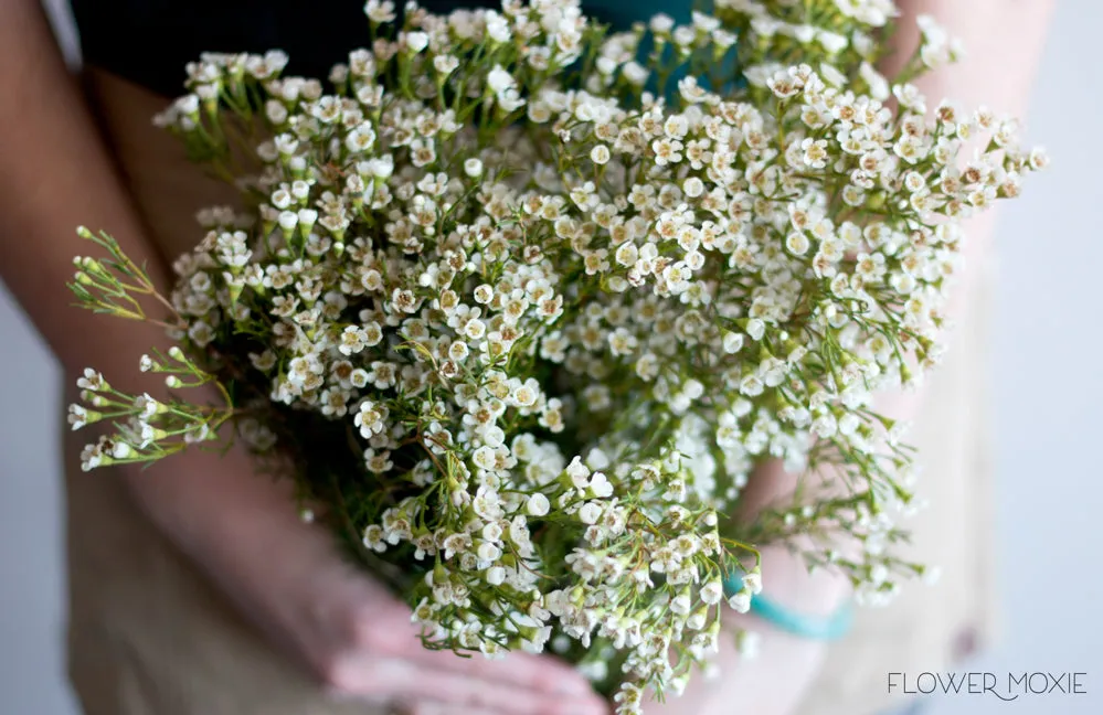 White Wax Flower
