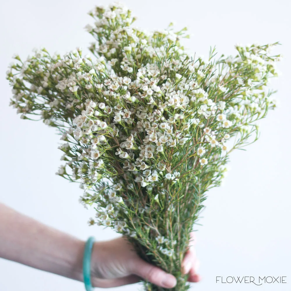 White Wax Flower