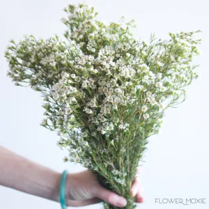 White Wax Flower